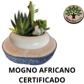 Bolacha de Mogno Africano Madeira Rustica Sem Acabamento