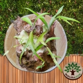 Bolacha de Mogno Africano Madeira Rustica Sem Acabamento